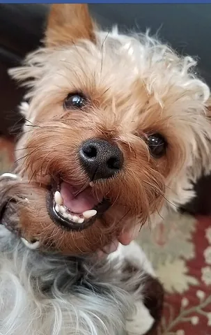 yapper dog: a dog that frequently barks, especially a small dog with a high-pitched bark