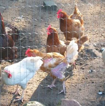 yardfowl: a chicken raised in a yard