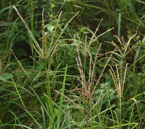 yardgrass: grass in a lawn