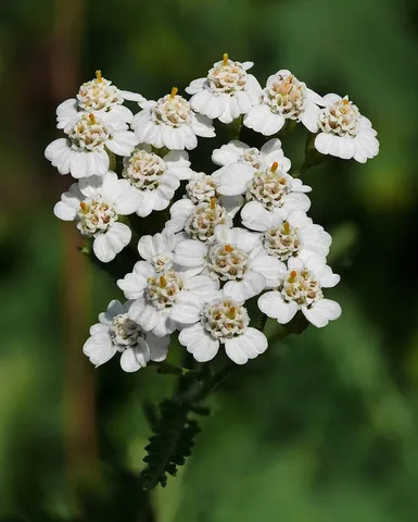 yarrow: any of several pungent Eurasian and North American herbs, of the genus Achillea, used in...
