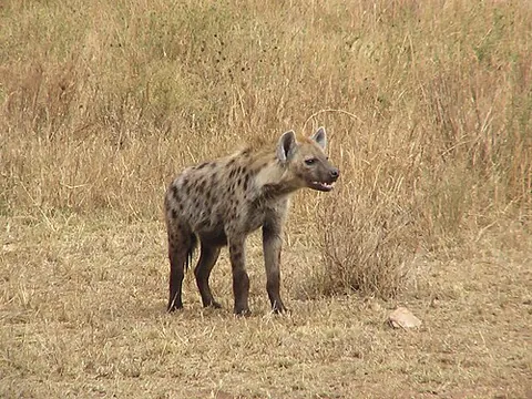 yeen: a hyena, often in reference to an anthropomorphic depiction of one