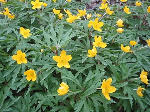 yellow anemone: any of the flower species Anemone ranunculoides