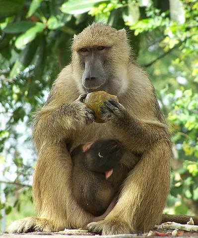 yellow baboon: a species of baboon (Papio cynocephalus) with yellowish-brown fur