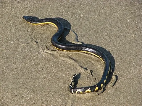 yellow-bellied sea snake: a venomous of sea snake of species Hydrophis platurus found in the tropical oceanic waters around...
