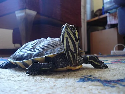 yellow-bellied slider: trachemys scripta scripta, a subspecies of pond slider turtle