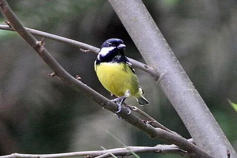 yellow-bellied tit: pardaliparus venustulus, a small bird of the tit family Paridae