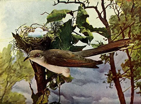 yellow-billed cuckoo: a cuckoo of species Coccyzus americanus