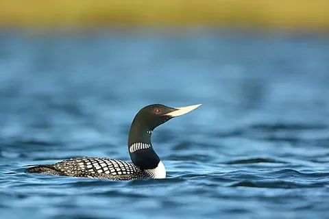 yellow-billed loon: a duck, Gavia adamsii, found in the arctic and subarctic