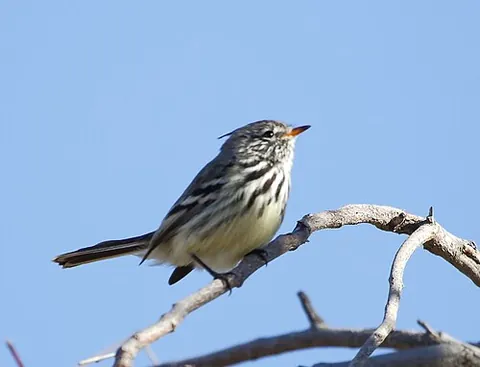 yellow-billed tit-tyrant: a bird native to South America, Anairetes flavirostris