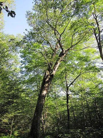 yellow birch: a birch tree of species Betula alleghaniensis, native to cool-temperate eastern North America