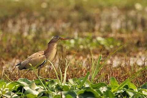 yellow bittern: ixobrychus sinensis, a small bittern of Old World origin, breeding in the northern Indian...
