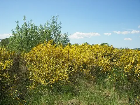 yellow broom: any yellow-blooming plant of tribe Genisteae: subfamily Faboideae, especially