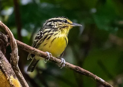 yellow-browed antbird: hypocnemis hypoxantha, a species of antbird