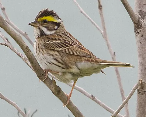 yellow-browed bunting: emberiza chrysophrys, a passerine bird in the bunting family Emberizidae