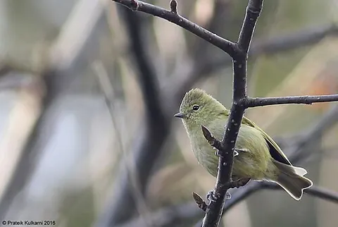 yellow-browed tit: sylviparus modestus, a small bird of the tit family Paridae