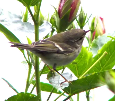 yellow-browed warbler: phylloscopus inornatus, a leaf warbler (family Phylloscopidae) which breeds in temperate Asia