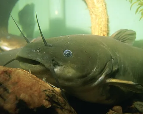 yellow bullhead: any member of the species Ameiurus natalis of catfish, of central and eastern North America