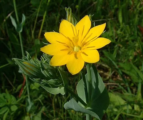yellow centaury: a yellow-flowering gentian of species Blackstonia perfoliata