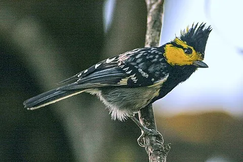 yellow-cheeked tit: machlolophus spilonotus, a small bird of the tit family Paridae