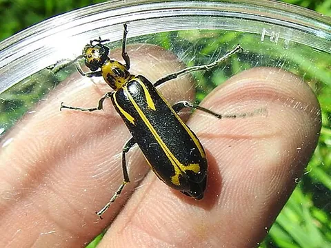 yellow-crescent blister beetle: pyrota insulata, a species of black and orange blister beetle found in the United States and Mexico