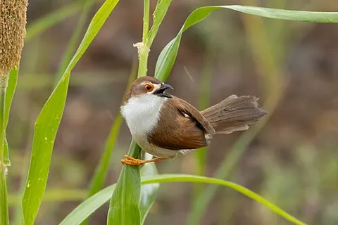 yellow-eyed babbler: a bird, Chrysomma sinense