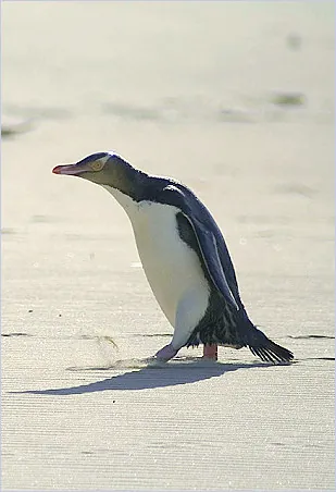 yellow-eyed penguin: any of a species of small penguin, Megadyptes antipodes, with a distinctive yellow band around its...