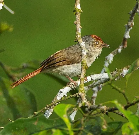 yellow flycatcher: any bird of the genus Erythrocercus