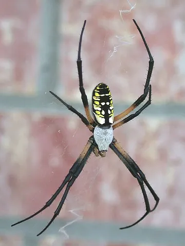 yellow garden spider: argiope aurantia, a very common Central and North American species of large orbweaver, know for...