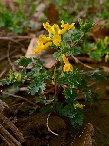 yellow harlequin: yellow fumewort (Corydalis flavula)
