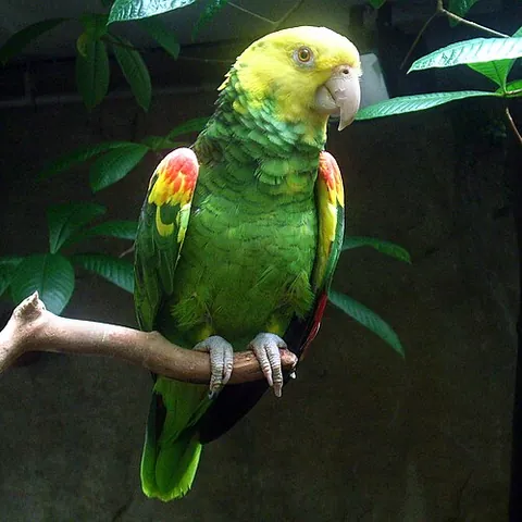 yellow-headed amazon: any of species Amazona oratrix, endangered parrots native to Mexico, northern Central America, and...