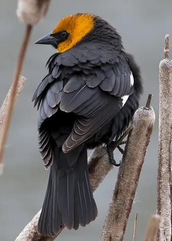 yellow-headed blackbird: xanthocephalus xanthocephalus, a medium-sized blackbird, and the only member of the genus...