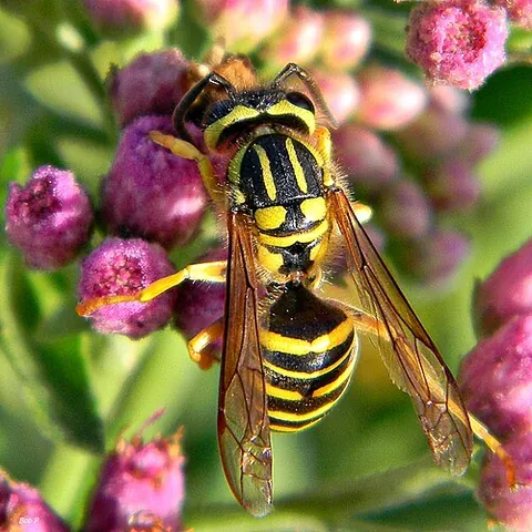 yellow jacket: a predatory wasp with alternating black and yellow stripes around the abdomen, usually of the...