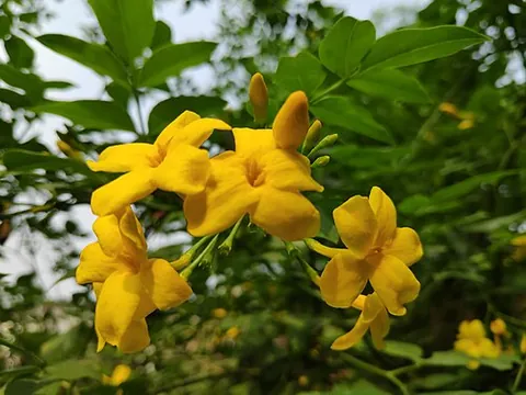 yellow jasmine: chrysojasminum humile (syn. Jasminum humile), native to Asia