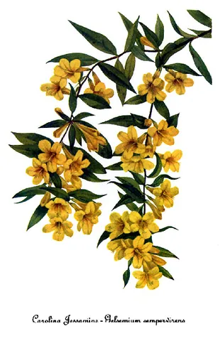 yellow jessamine: a species of vine native to Central America and North America, Gelsemium sempervirens