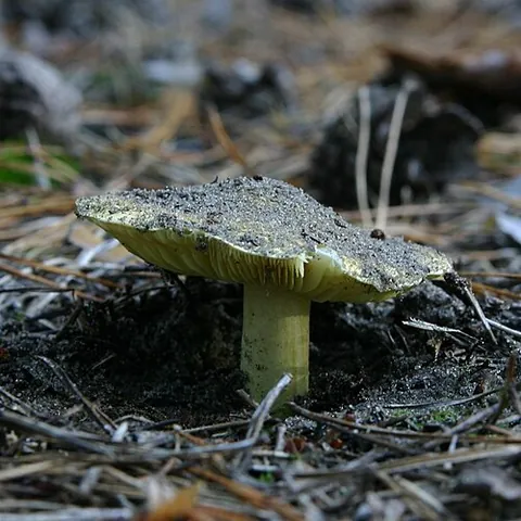 yellow knight: a widely eaten but arguably toxic fungus, Tricholoma equestre, that forms ectomycorrhiza with pine...