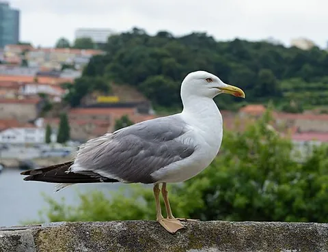 yellow-legged gull: larus michahellis, a large gull of Europe, the Middle East and North Africa