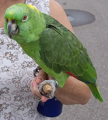 yellow-naped amazon: amazona auropalliata, a type of parrot that is native to forests, woodlands, and tropical zones in...