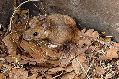 yellow-necked mouse: a mouse of species Apodemus flavicollis of the sub-family Murinae (Old World rats and mice), of...