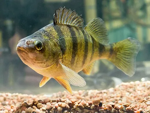 yellow perch: a species of perch found in North America, Perca flavescens, having a more yellowy colour than...