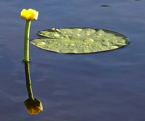 yellow pond lily: a plant of species Nuphar lutea, native to temperate regions in Europe, North Africa, and western...