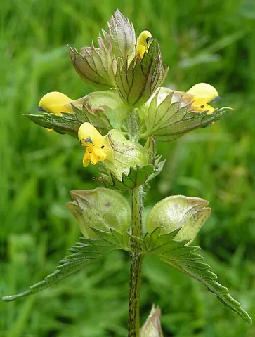 yellow rattle: a flowering plant native to Eurasia, Rhinanthus minor