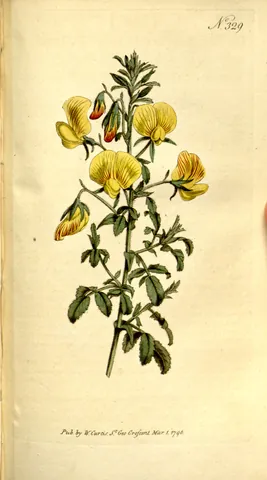 yellow restharrow: any of species Ononis natrix of shrubby plants with yellow flowers