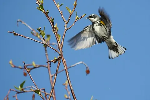 yellow-rumped warbler: the North American bird Setophaga coronata