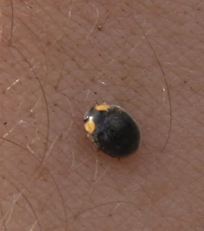 yellow-shouldered ladybird: apolinus lividigaster, a species of ladybird (ladybug)