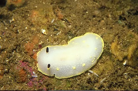 yellow-spot cadlina: a species of dorid nudibranch sea slug, Cadlina flavomaculata, with a translucent white mantle