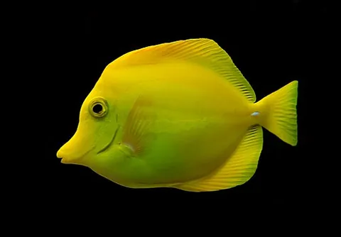 yellow tang: zebrasoma flavescens, a species of bright yellow saltwater ray-finned fish in the family...
