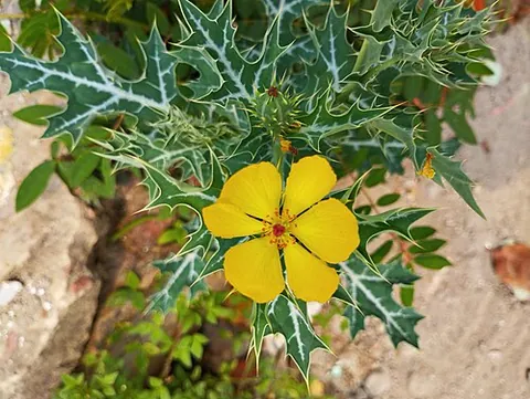 yellow thistle: synonym of Mexican prickly poppy (Argemone mexicana)