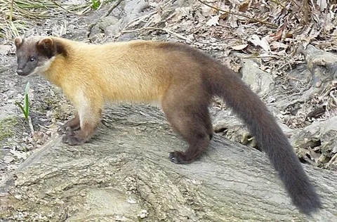 yellow-throated marten: an Asian species of marten, Martes flavigula