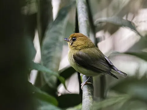 yellow-throated spadebill: a bird native to South America, Platyrinchus flavigularis