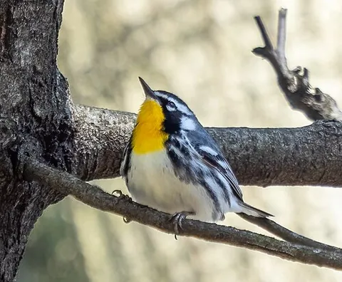 yellow-throated warbler: a small New World warbler with a yellow throat, Setophaga dominica